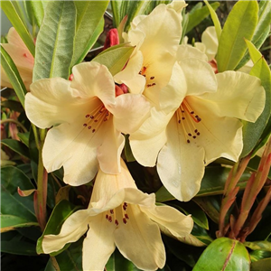 Rhododendron 'Jingle Bells'
